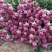 玫瑰花苗10~20cm20-30cm