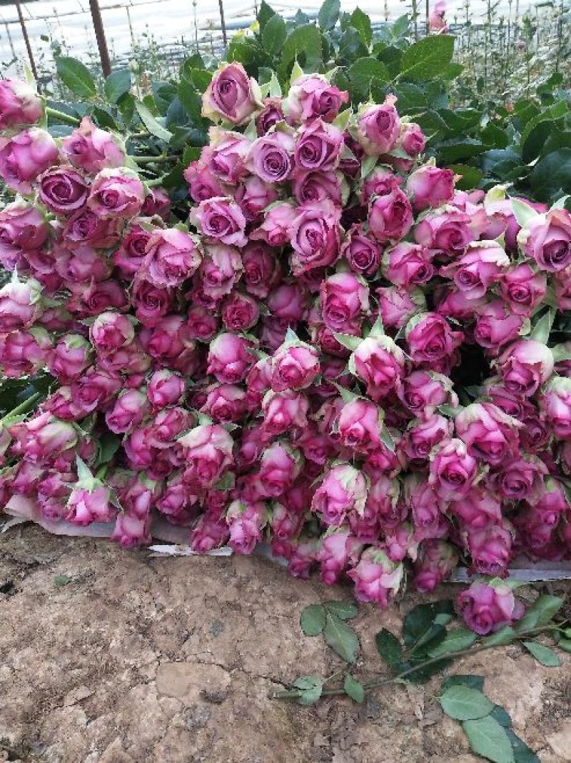 玫瑰花苗10~20cm20-30cm