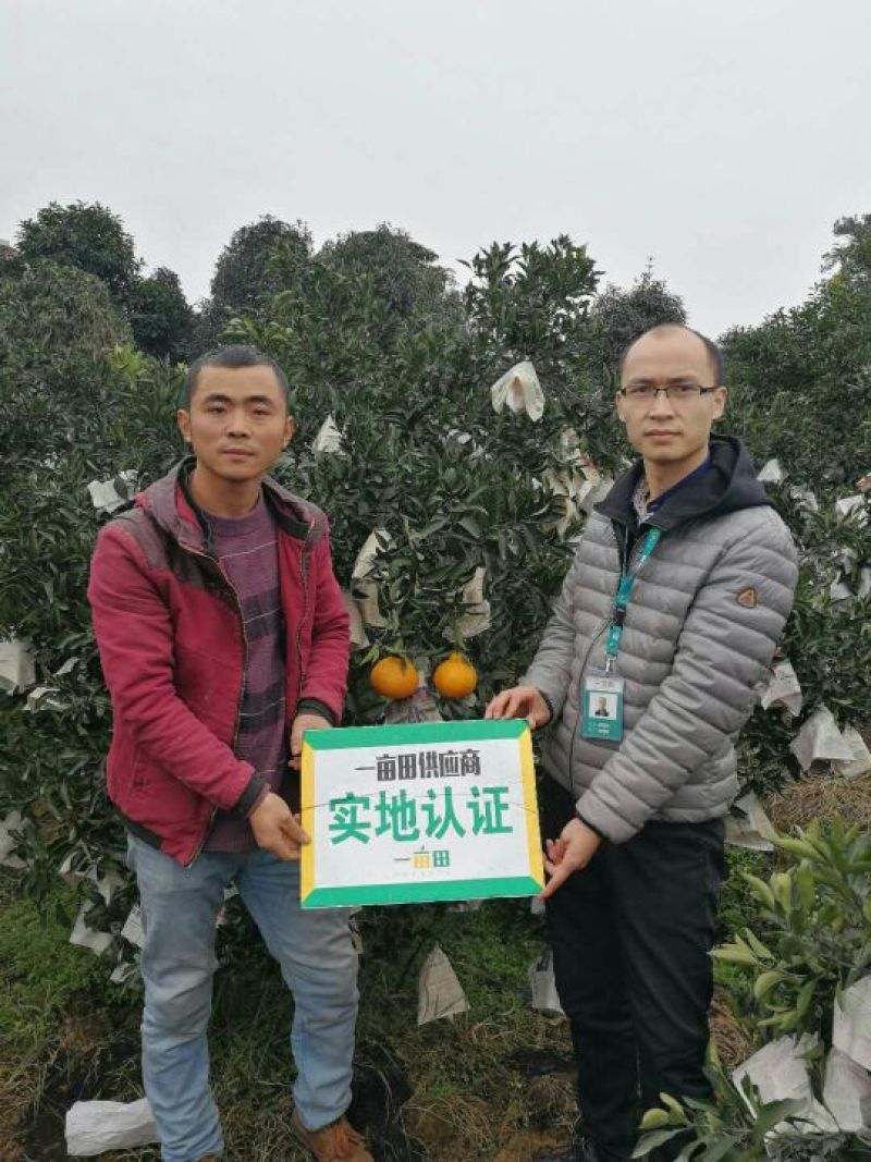 【一件代发】四川柠檬丑橘（柠檬不知火）黄金丑橘产地直发