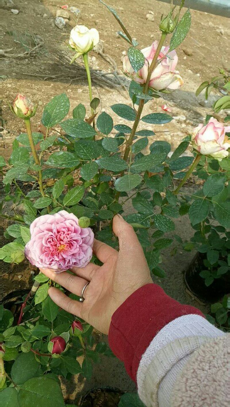 品种月季50公分左右品种月季，大花