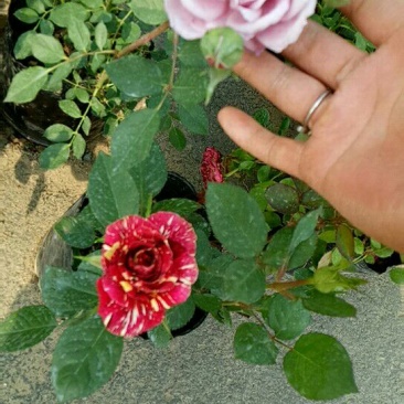 品种月季50公分左右品种月季，大花
