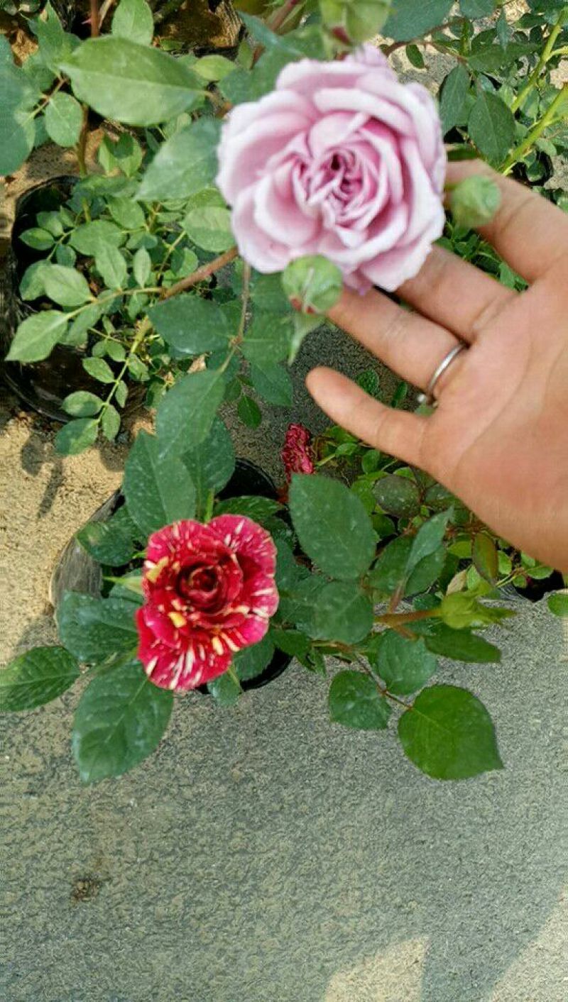 品种月季50公分左右品种月季，大花