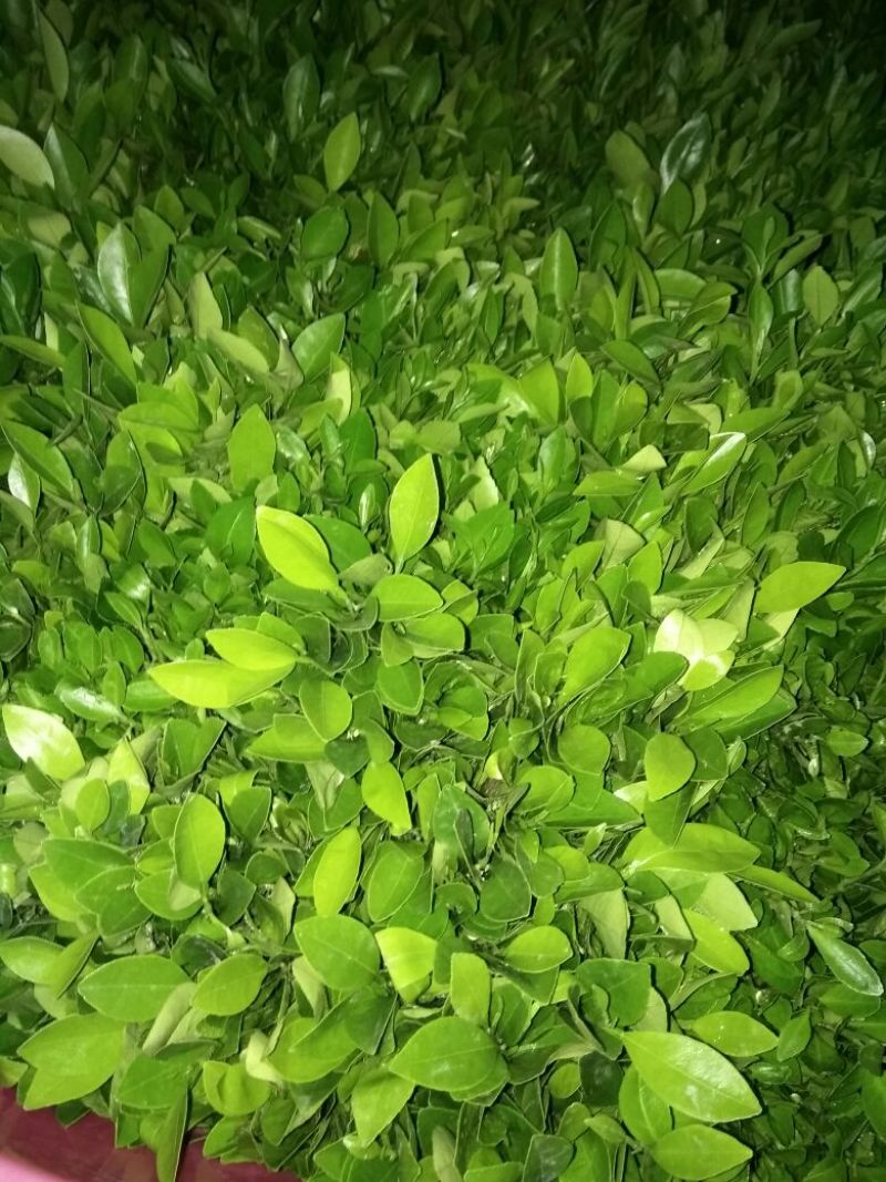 香橙苗香橙奶苗香橙杯苗品质保证签合同出售