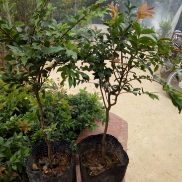 嘉宝果树苗1年