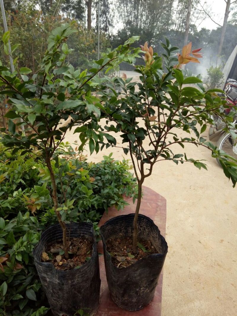 嘉宝果树苗1年
