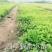 水腊10~20cm