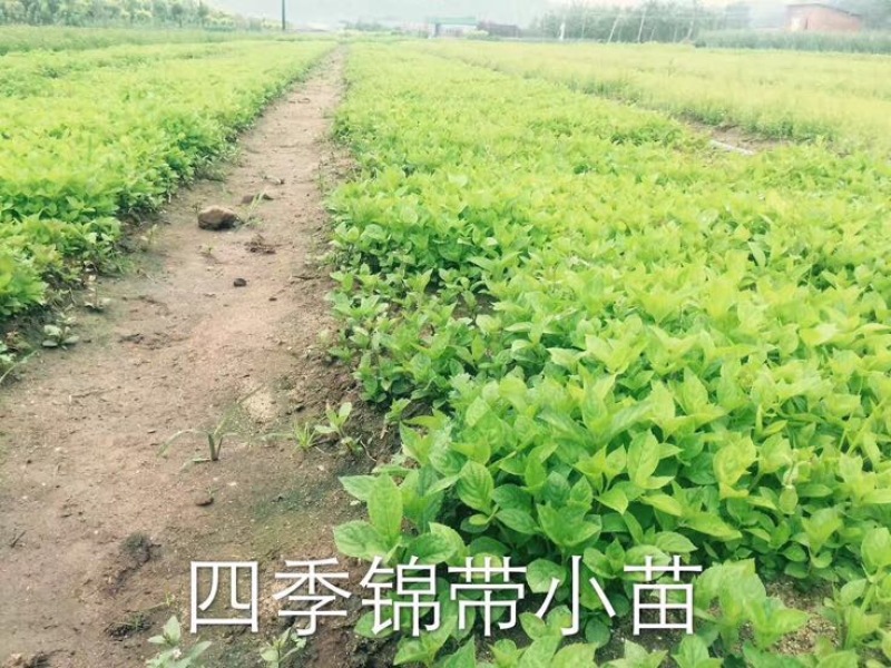 水腊10~20cm