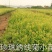 水腊10~20cm