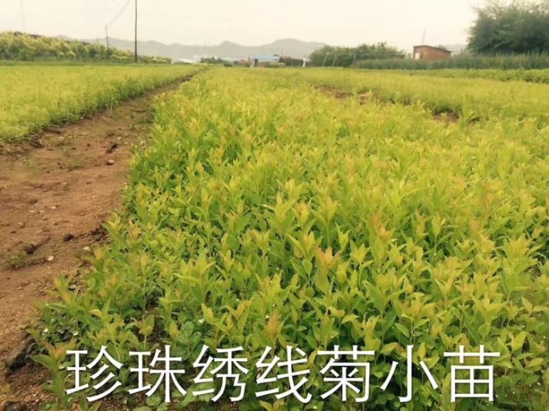 水腊10~20cm