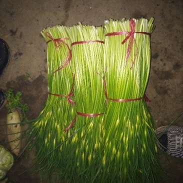 蒜薹通货50~60cm