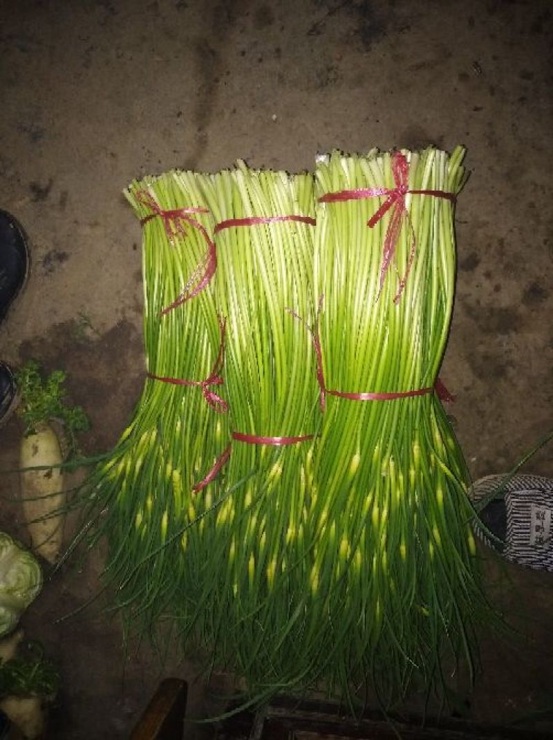 蒜薹通货50~60cm