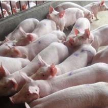 优质三元仔猪包运输包成活率猪场直供免疫齐全一手货源