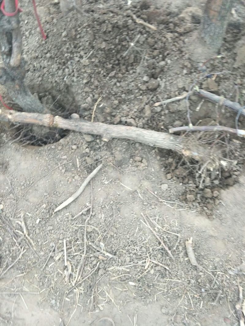冬枣树苗80~110cm