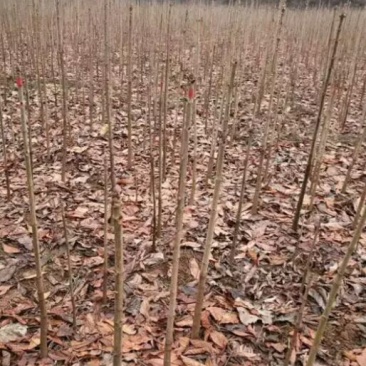 七叶树苗
