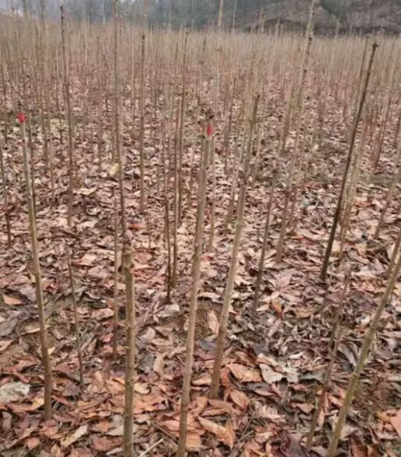 七叶树苗