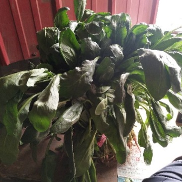 菠菜50厘米左右，小叶菠菜，量大质优，君达叶