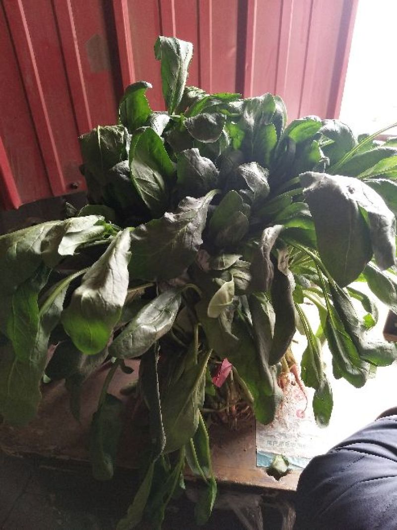 菠菜50厘米左右，小叶菠菜，量大质优，君达叶