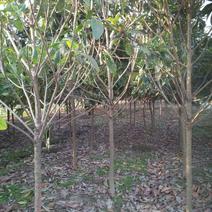 枇杷树自家苗圃大量供应3至10公分包成活