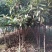 枇杷树171~200cm