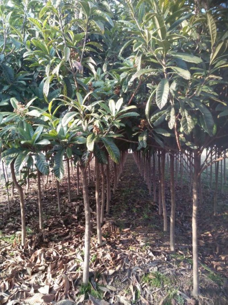 枇杷树171~200cm