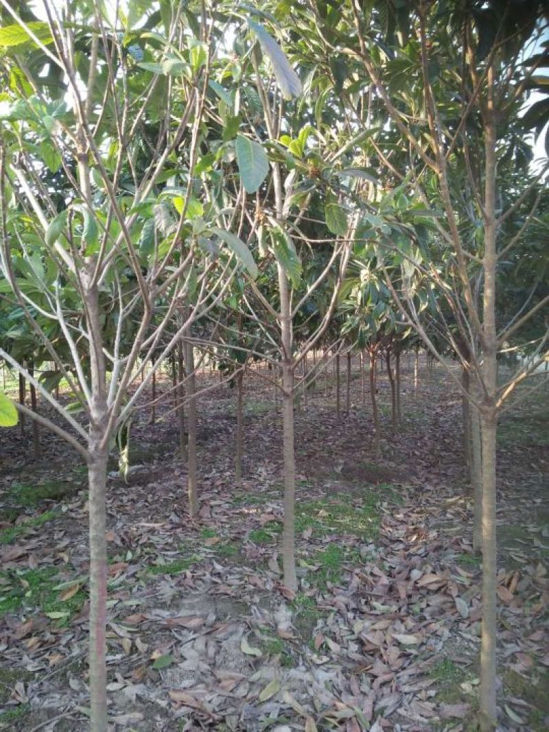 枇杷树171~200cm