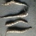地参8cm以上