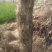 柘树20cm以上18~20cm2.5~3米