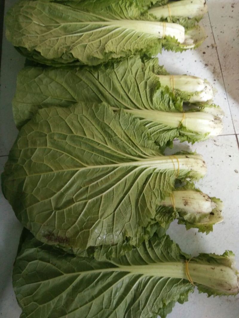 白菜净菜2~3斤
