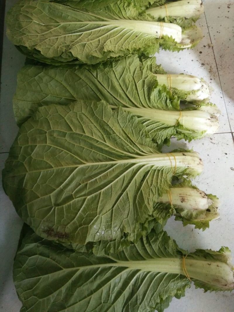 白菜净菜2~3斤