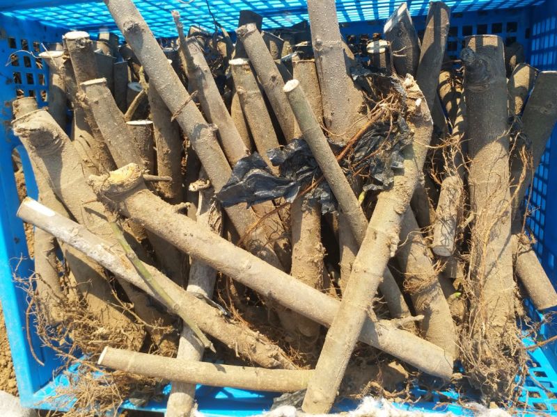 水果苗波姬红芭劳奈无花果苗品种保真包成活育苗枝条死苗补发