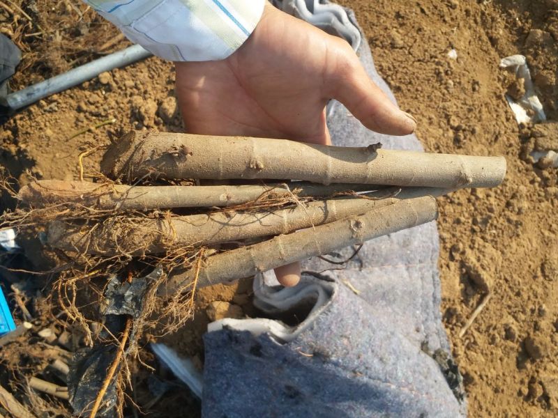 水果苗波姬红芭劳奈无花果苗品种保真包成活育苗枝条死苗补发
