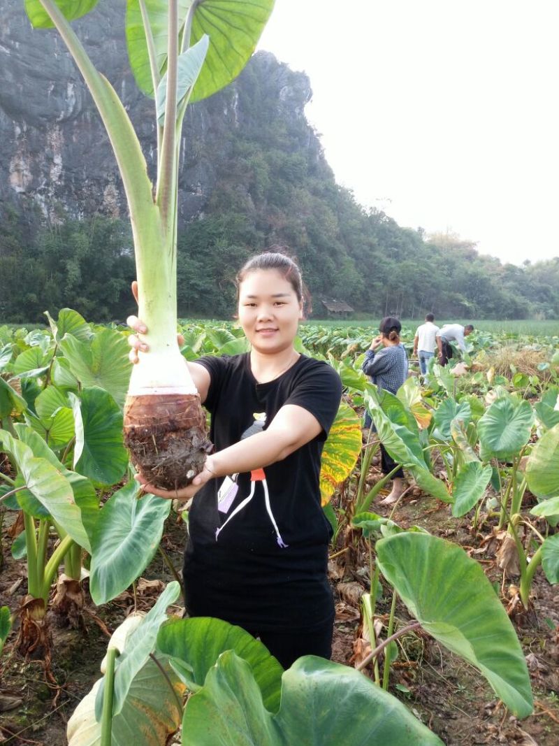 荔浦芋头供应链团购落地配送电商一件代发原产地荔浦直供