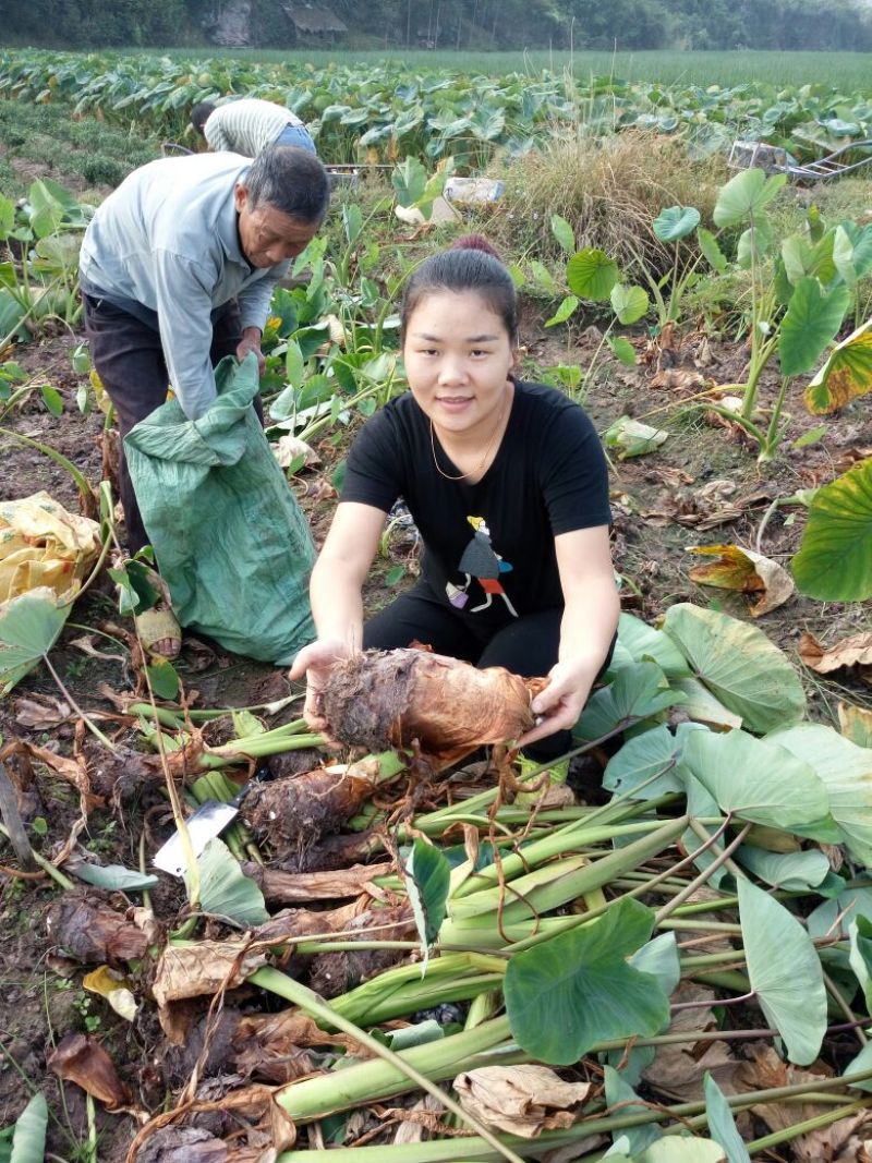 荔浦芋头供应链团购落地配送电商一件代发原产地荔浦直供