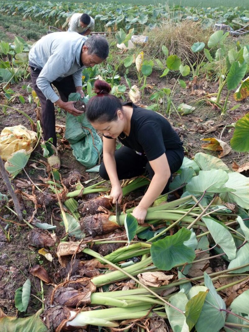 荔浦芋头供应链团购落地配送电商一件代发原产地荔浦直供