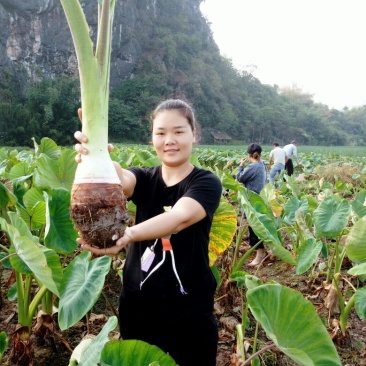 荔浦芋头供应链团购落地配送电商一件代发原产地荔浦直供