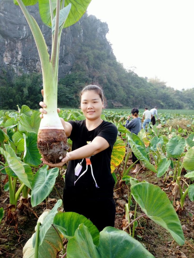 荔浦芋头供应链团购落地配送电商一件代发原产地荔浦直供