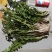 蒲公英6-10cm现起现卖新鲜绿色好吃不贵送礼佳品