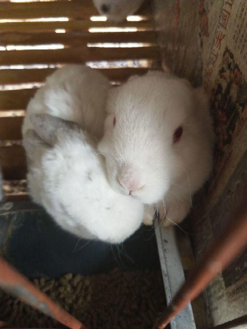 伊拉兔种兔种兔