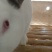 伊拉兔种兔种兔