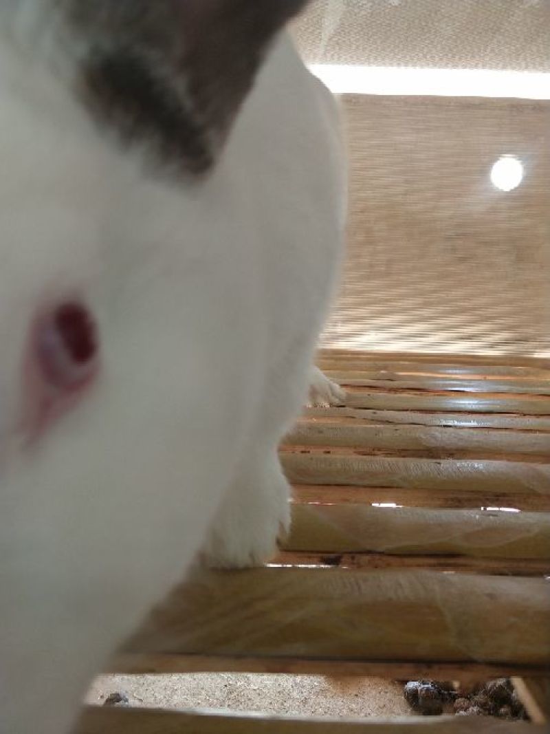 伊拉兔种兔种兔