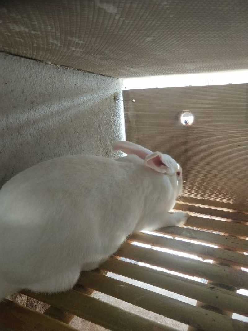 伊拉兔种兔种兔