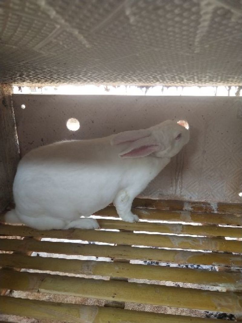 伊拉兔种兔种兔