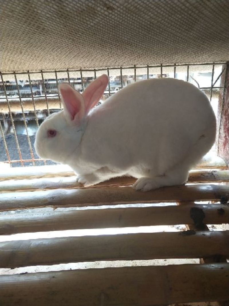 伊拉兔种兔种兔