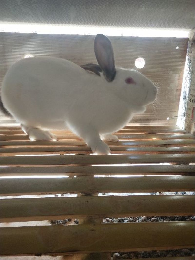 伊拉兔种兔种兔