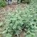 花椒苗1~2年