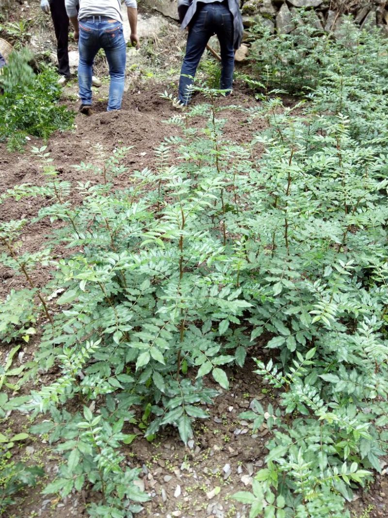 花椒苗1~2年