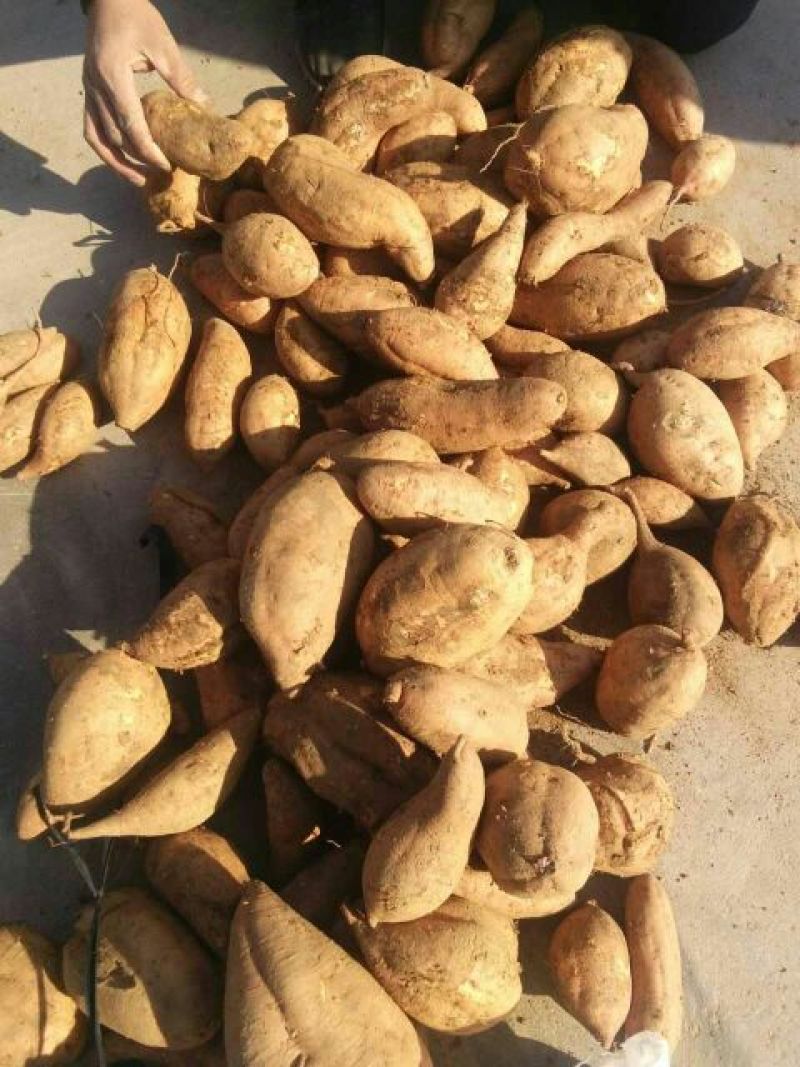 红薯，紫薯