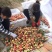 蟠桃价格大棚油蟠桃产地价格陕西露天油蟠桃批发价格温室大棚