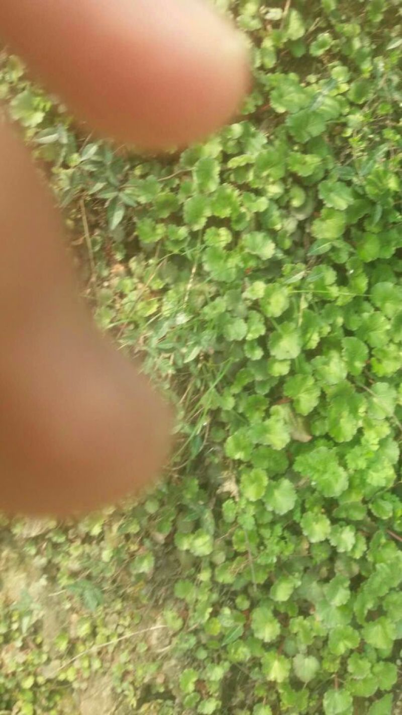 伞梗虎耳草鲜全草，水洗干活全草