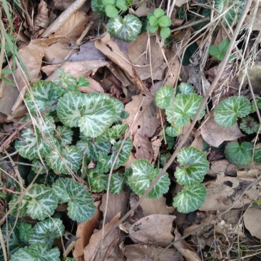 伞梗虎耳草鲜全草，水洗干活全草